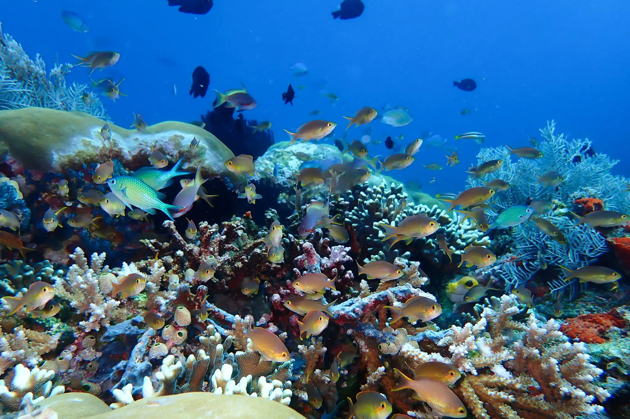 Raja Ampat expedition photo